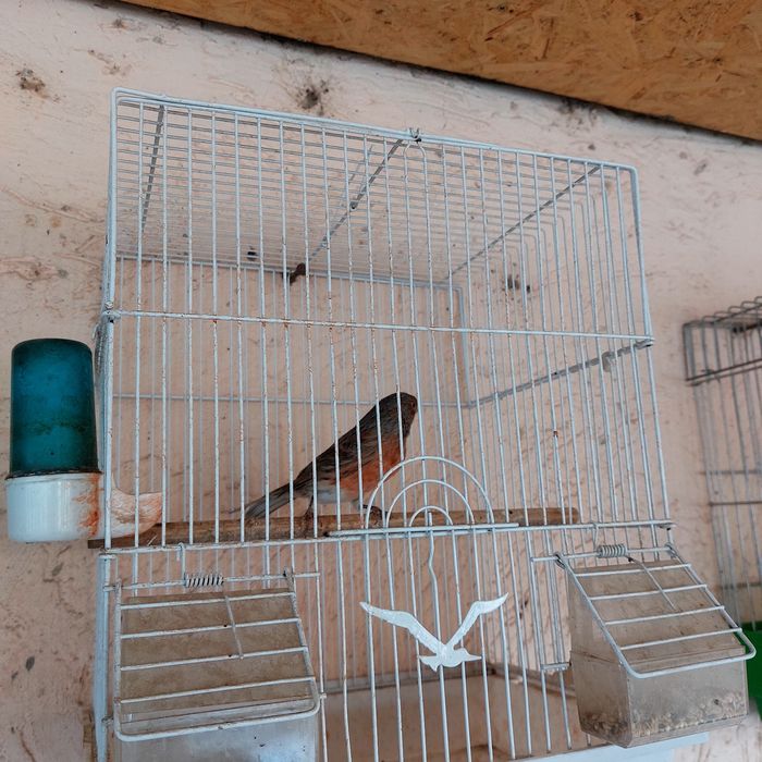 Прадётся канарейка самец