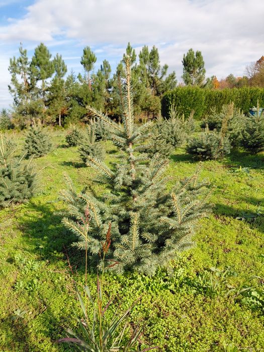 Коледни елхи за засаждане и рязани