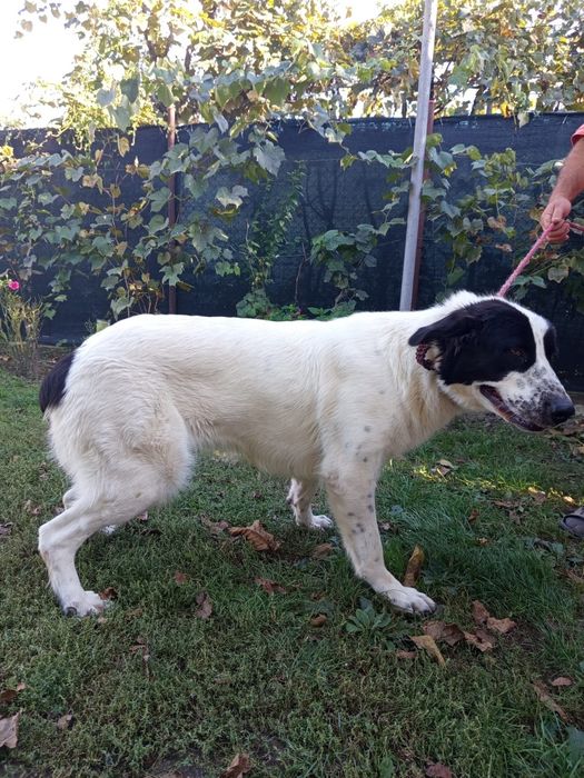 Ciobănesc de Bucovina