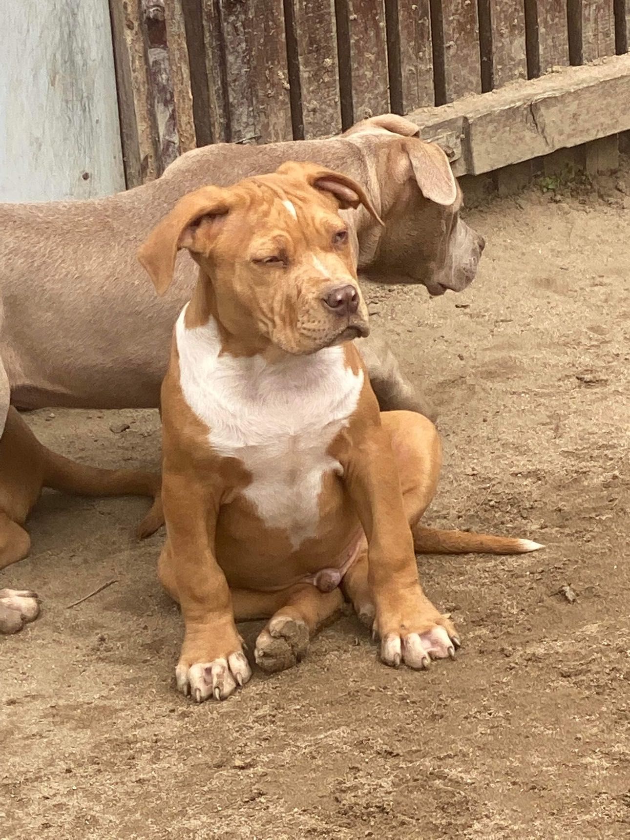 American bully xl mascul