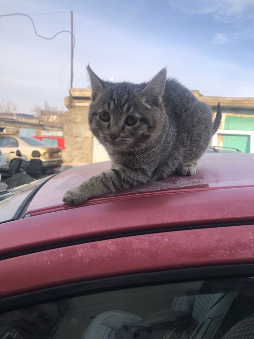 Котята ищут свой дом и добрых хозяевов