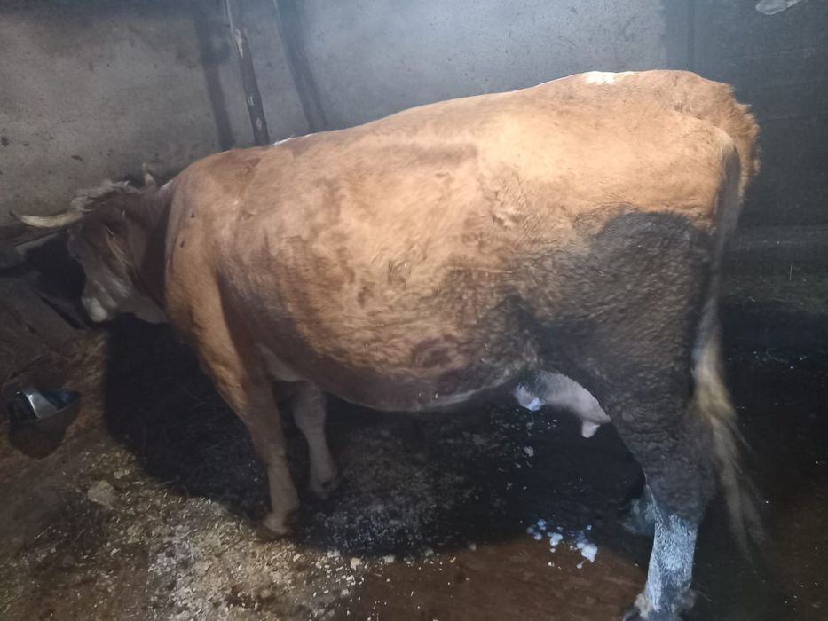 Vand vaca cu sau fara vitel
