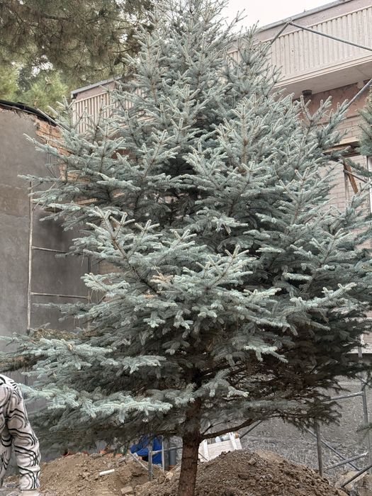 Archala sotiladi 2 ta 2 xil turda