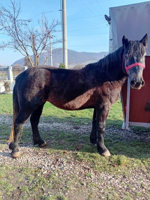 Vând mânză în vârstă de 3 ani