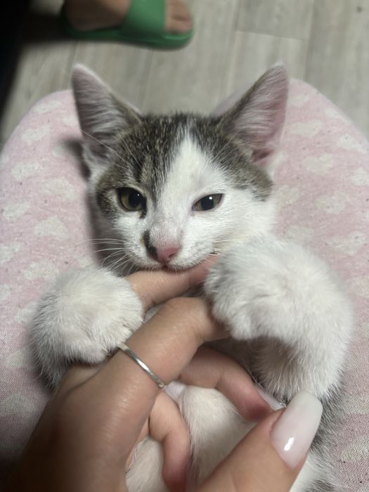 Pisici spre adoptie