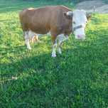 Vaca de lapte vânzare