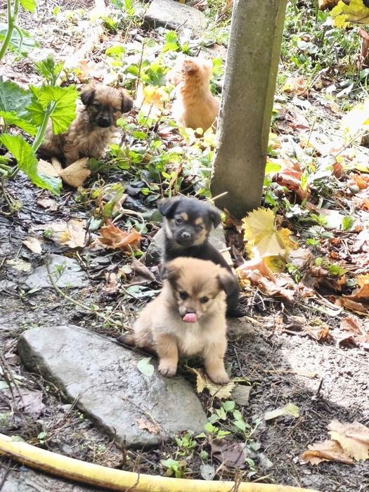 Подарявам Кученца