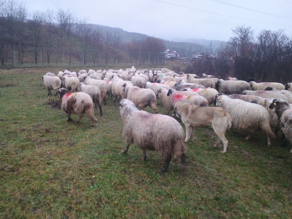 Oi de vânzare 30 de oi și un berbec