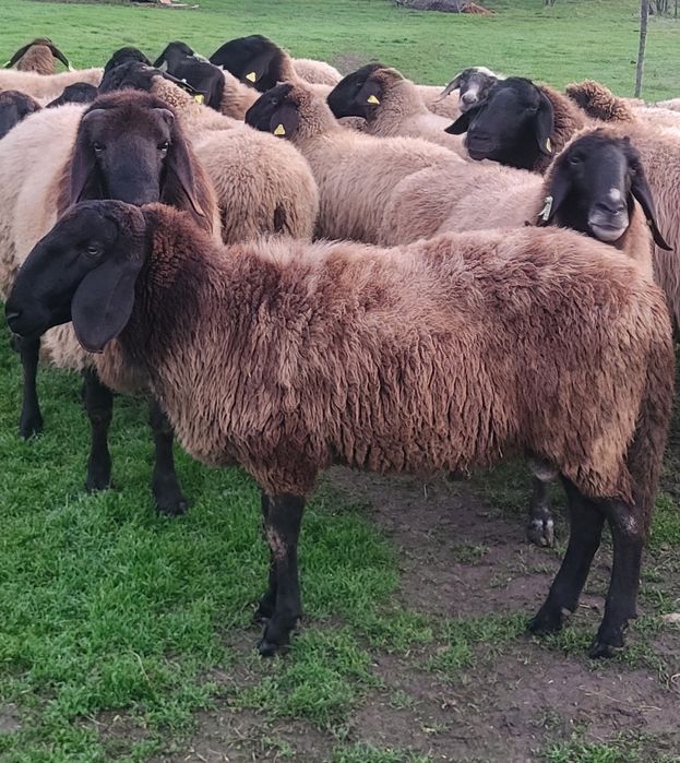 Vând 2 berbeci carabase