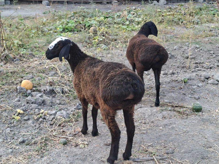 Qo'zi qo'y, bu yilgi