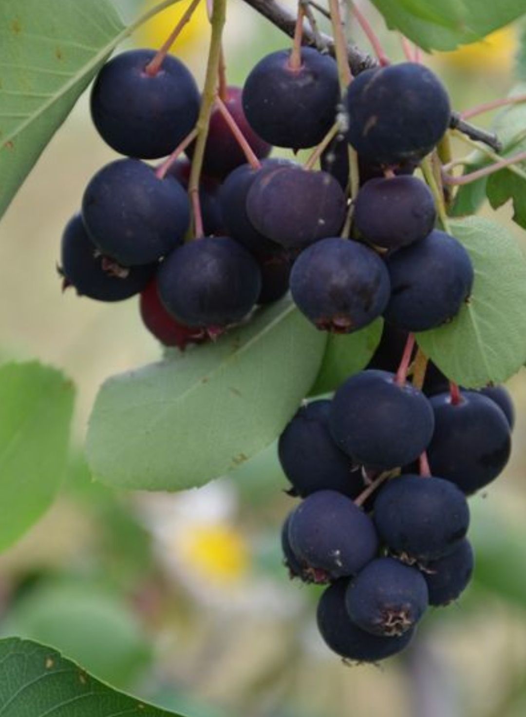 Butasi aronia, afin, coacaz