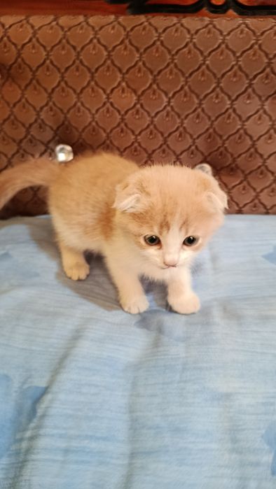 Котенок вислоухий -девочка