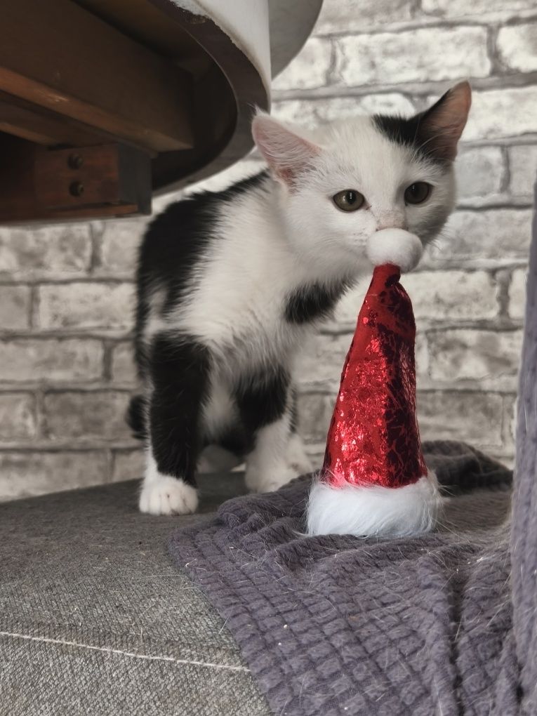 Котенок Сюсанна в поиске своей семьи и дома