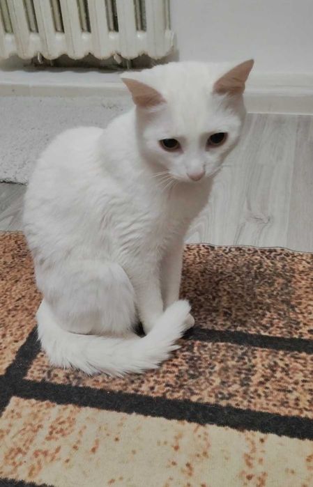 Абсолютно белый котик ищет дом