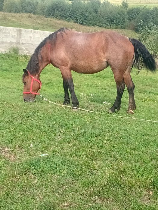 Vand iapă de opt ani mai multe detali la telefon