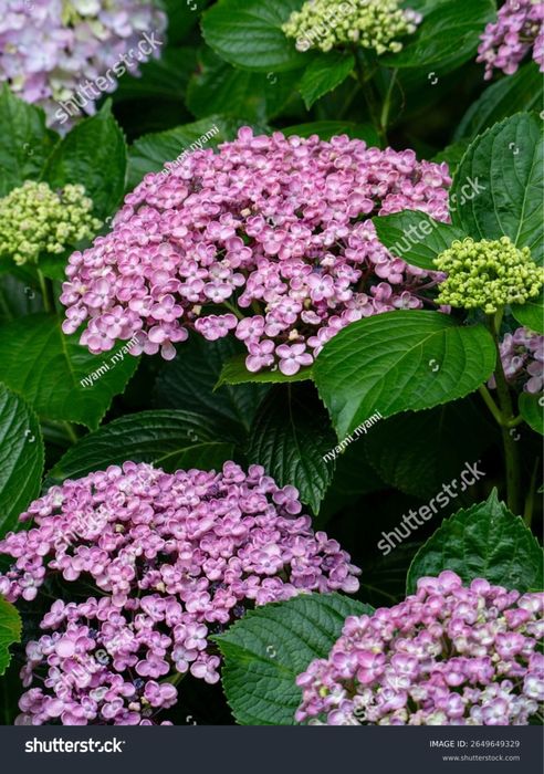 Семена гортензии