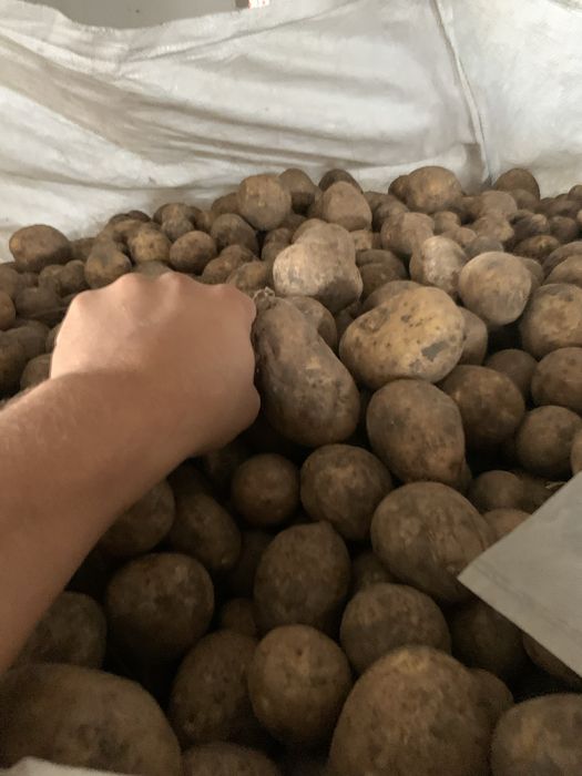 Cartof pentru sămânță - 35-45 mm, Laura, Agria, Prada, Ultra, Arizona