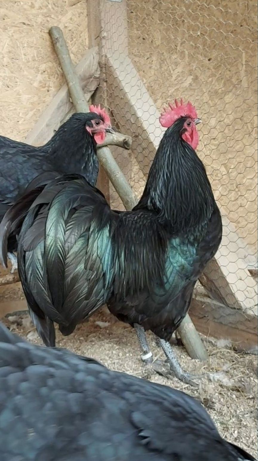 Pui australorp negru