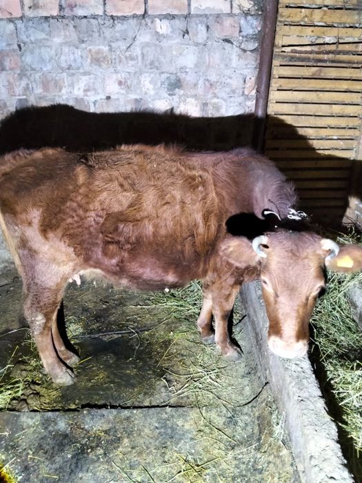 Продам стельную корову