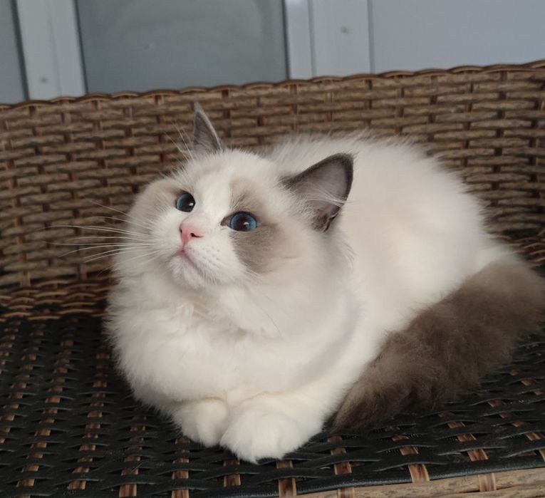 Regdoll, Регдолл