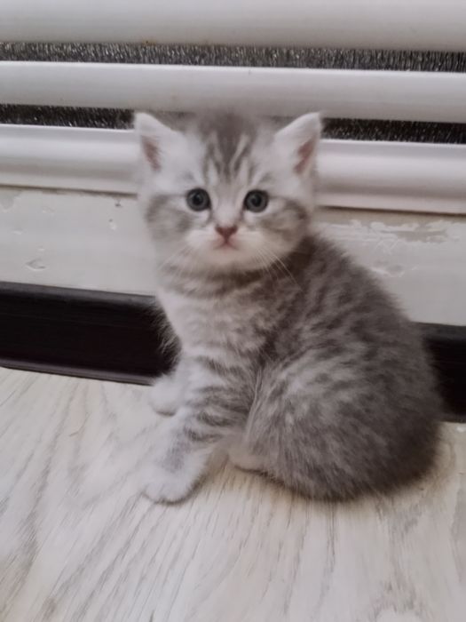 Роскошные котята