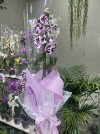 Орхидеи на 1, 2 и 3 цветоноса.