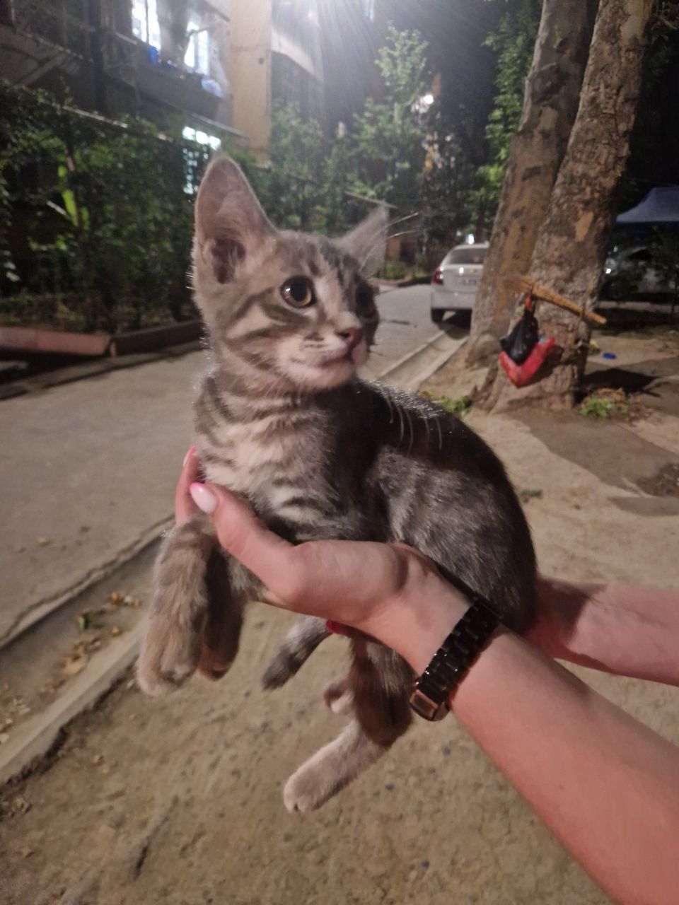 Котята , ручные , бесплатно .
