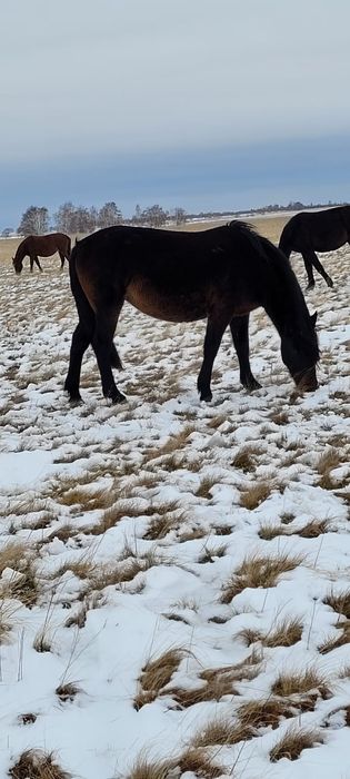 Срочно продам Байтал