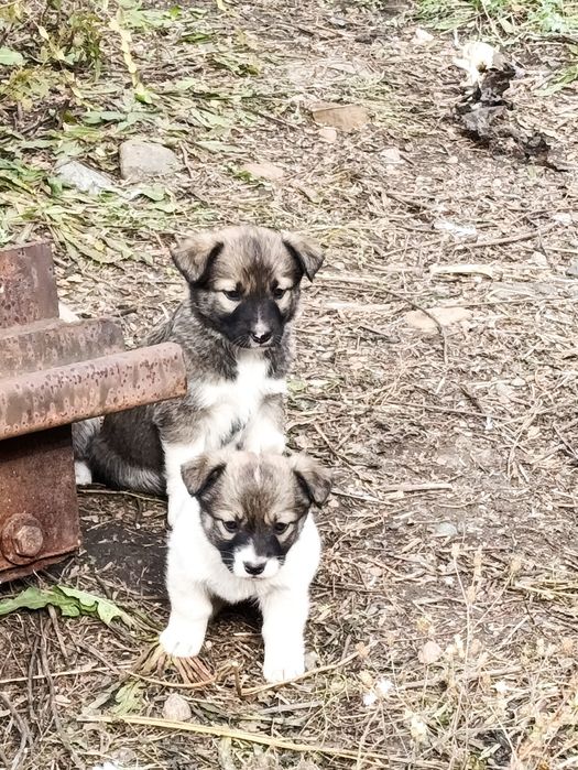 Щенки в хорошие руки