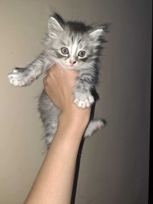 котята в Ургенче