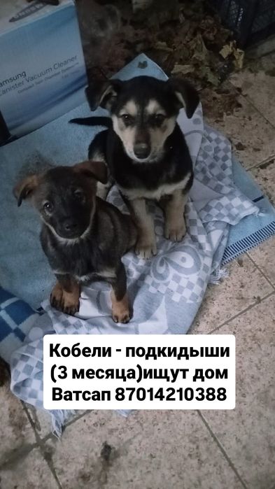 СРОЧНО отдам щенков