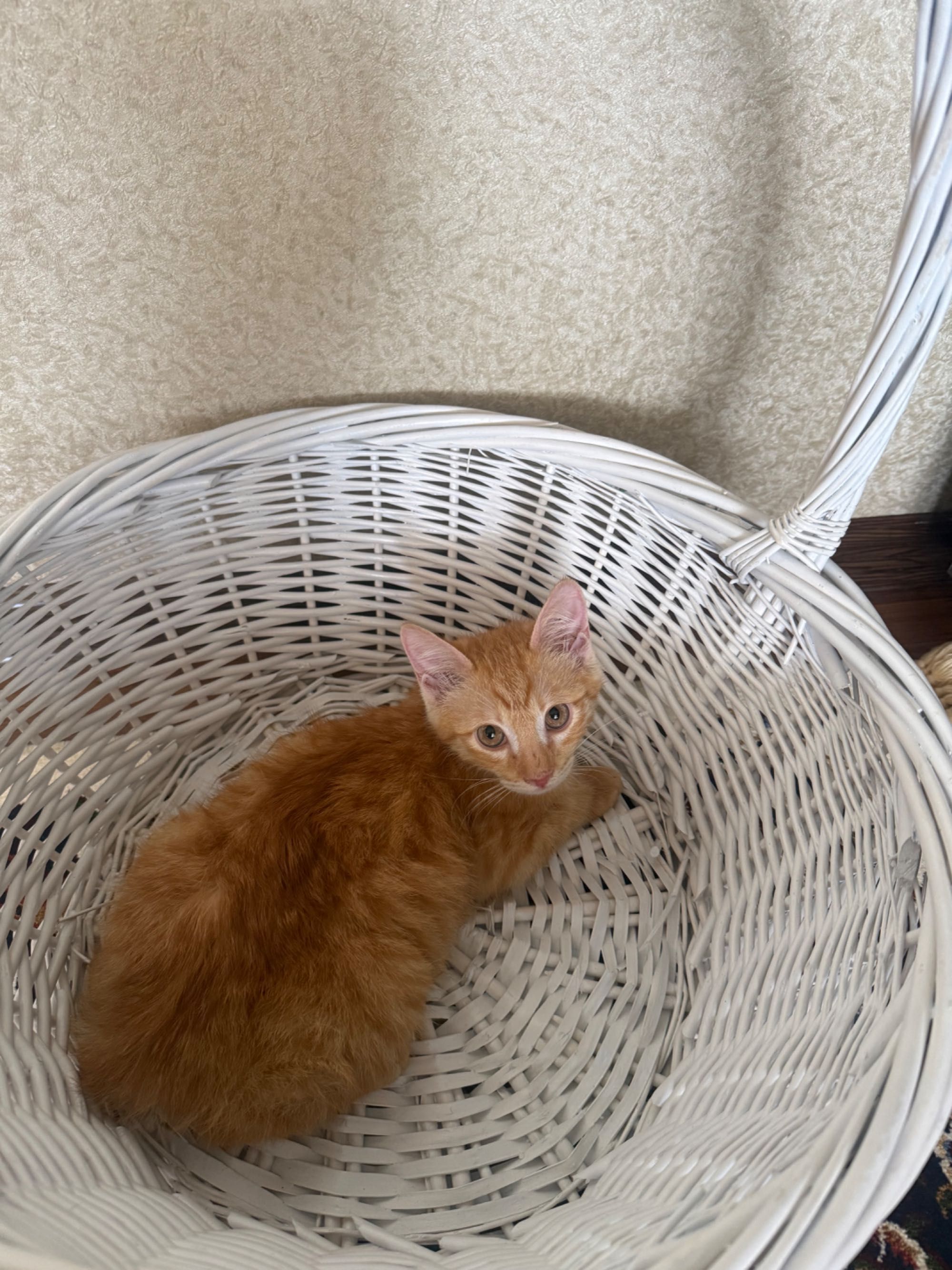 Рыжий маленький котик