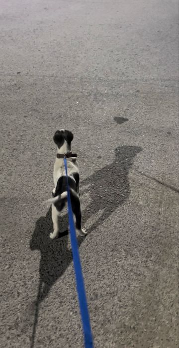 Питбуль прадоёться