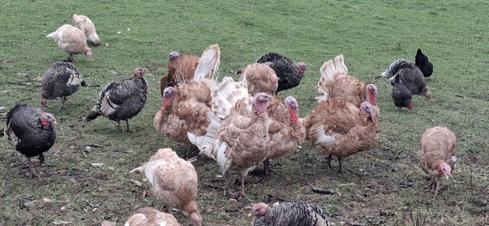 Продавам домашни пуйки