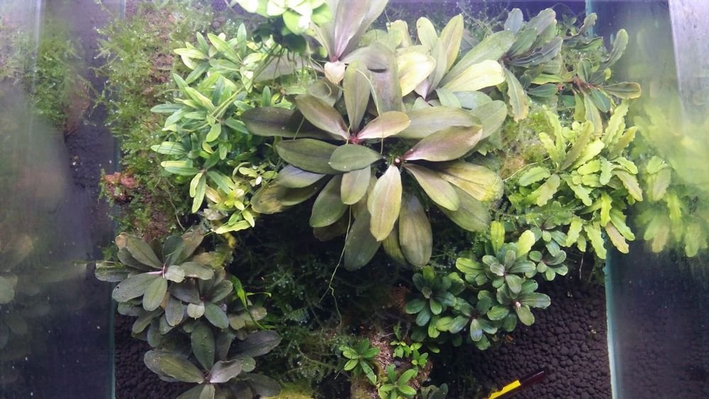 Bucephalandra , bucephalandre acvariu