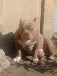 catel american bully