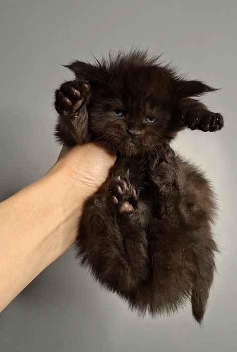 Мейн-кун из питомника