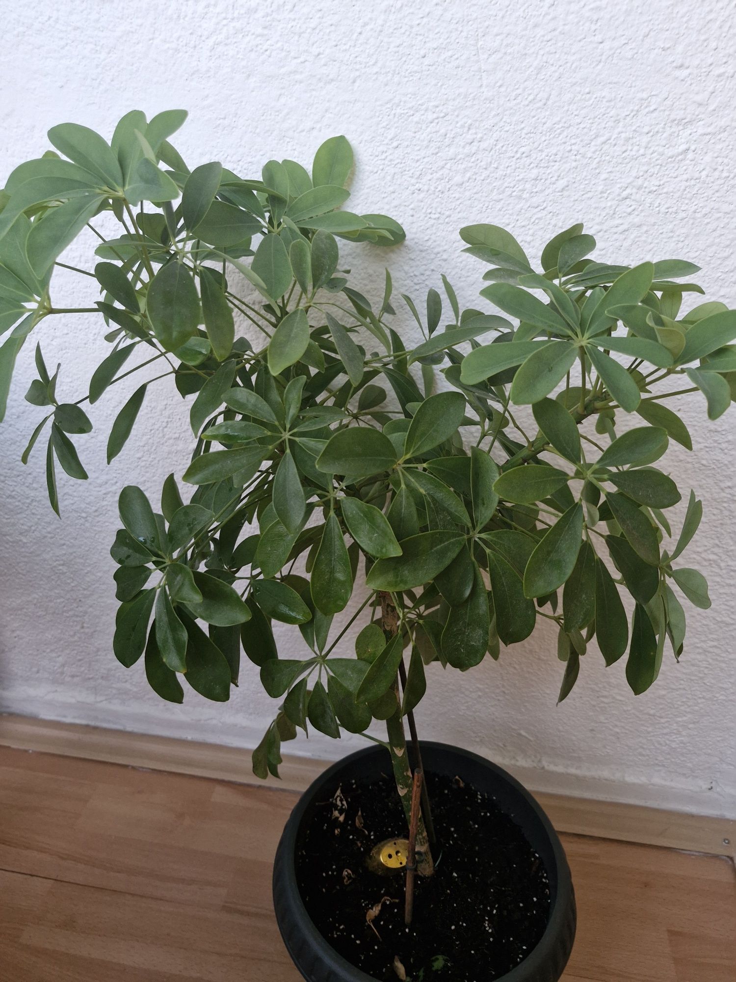 Plante interior dimensiuni mari