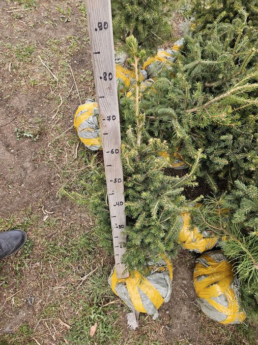 Продам в осортименте