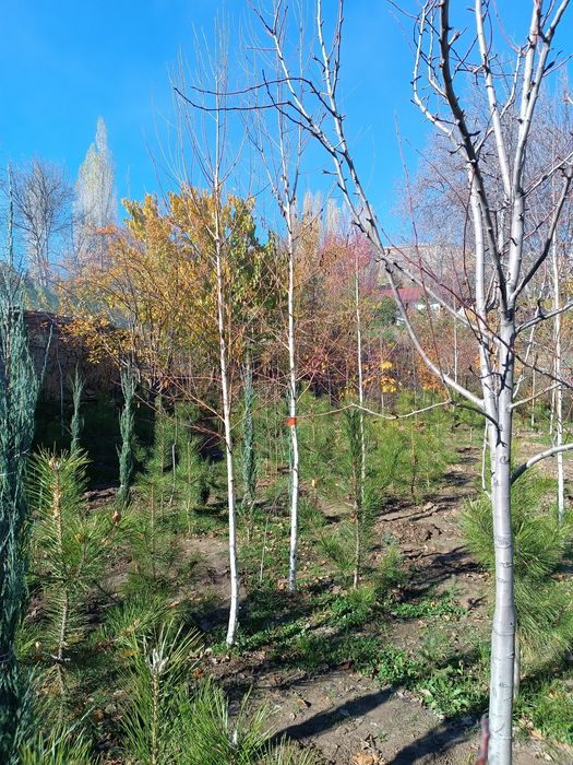 Beryoza sotiladi (oq qayin)