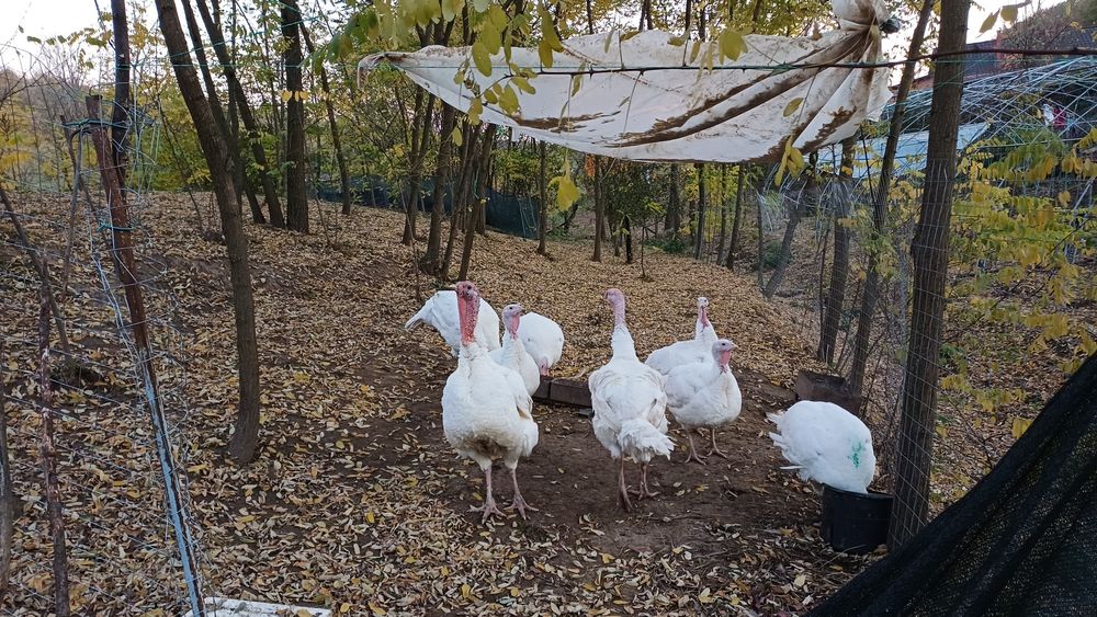 Vând curci și curcani 2025