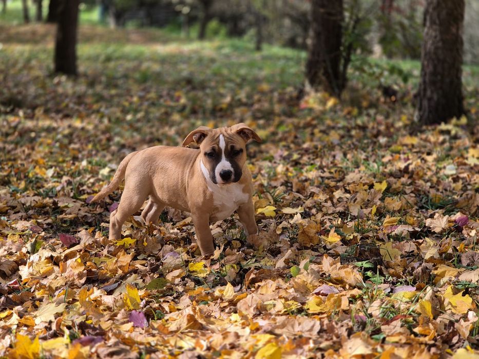 Femela 3 luni american staffordshire terrier cu pedigree