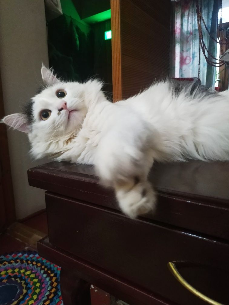 Отдам кота в хорошие руки