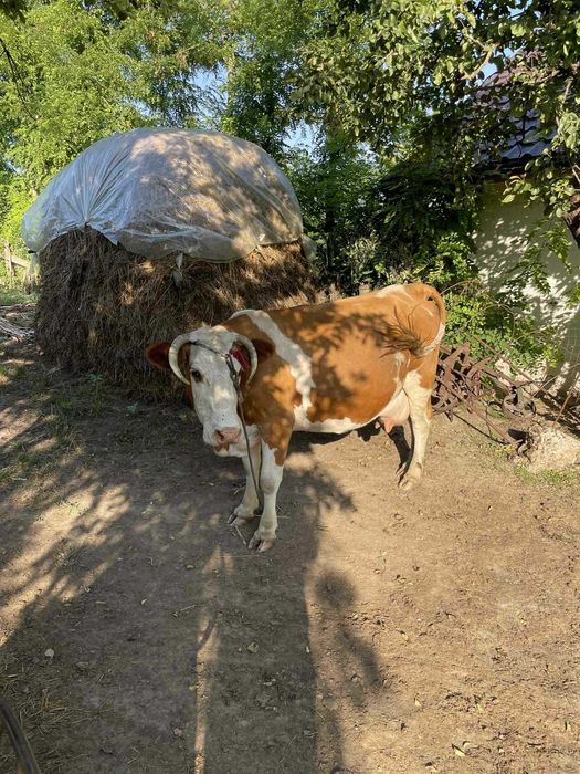 Vând vacă gestantă in 4 luni . Bună de lapte