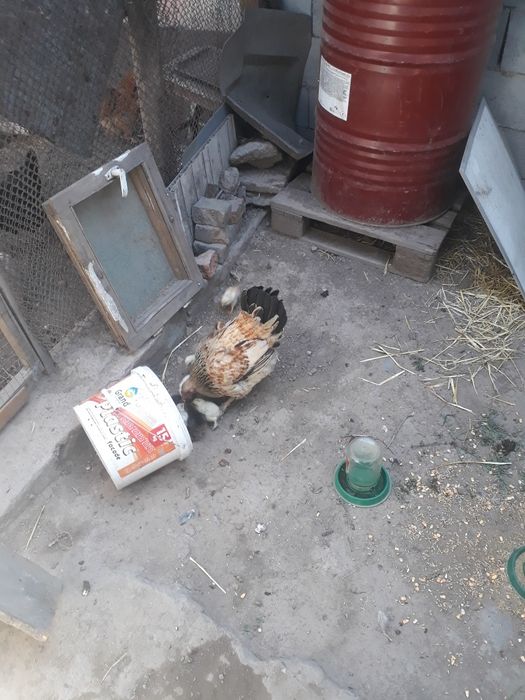 Продам куреи цыплят