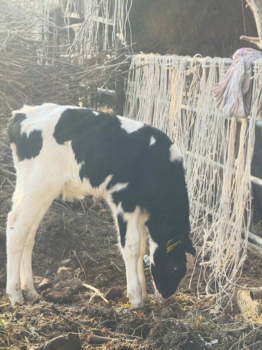 Nimetiski golshten hôkizchalar sotiladi