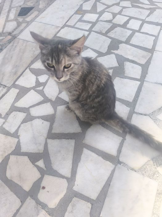 Donez pisicuta in vârstă de 3 luni din mama Albastră de Rusia