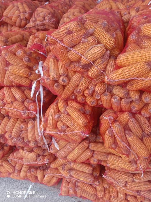 Makka soʻtasi bilan sotiladi.kuzgi.