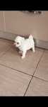 Bichon maltes mini toy