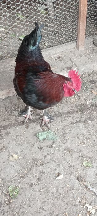 Cocoș marans are zece luni